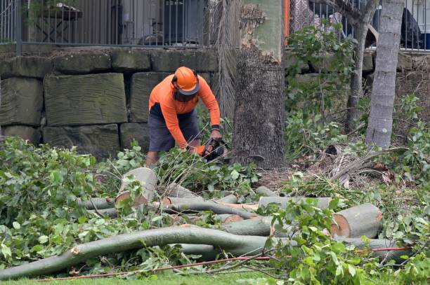 How Our Tree Care Process Works  in  Savoy, IL